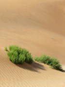 Desert 5