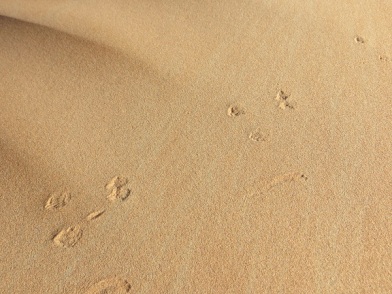 Footprints 20