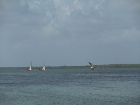 Dhows 9