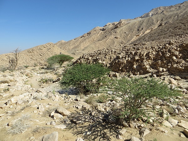 Wadi Al Nayhan 18