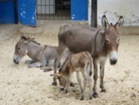 Donkey 6