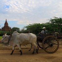 The Timeless Beauty of Bagan